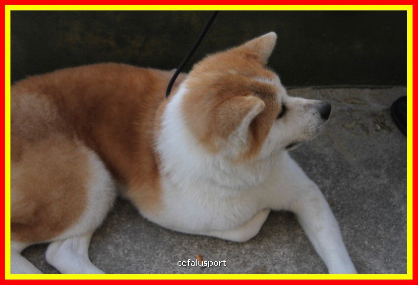 180311 mostra_canina 202.jpg